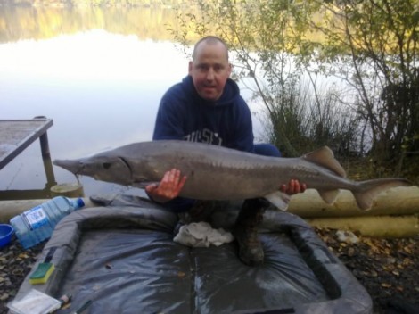 Jeseter sibiřský, 151 cm, 21 kg