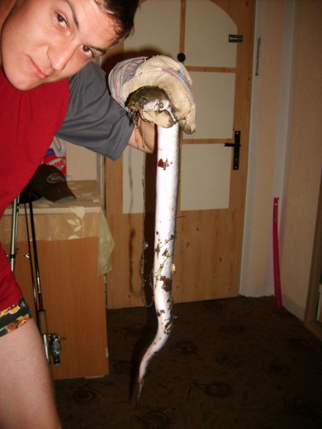 Úhoř říční, 70 cm, 0.72 kg