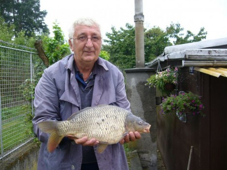 Kapr obecný, 55 cm, 4.3 kg