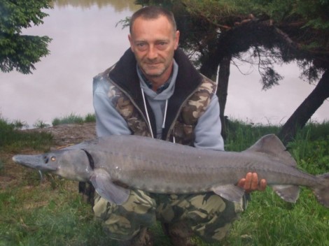 Jeseter sibiřský, 115 cm, 8 kg