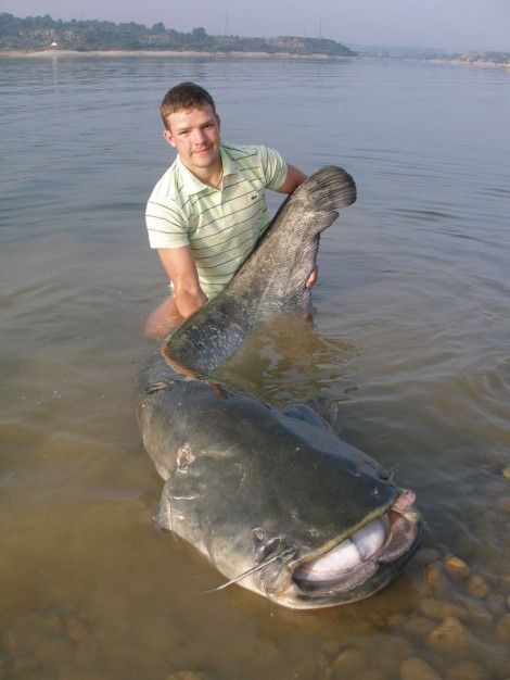 Sumec velký, 218 cm, 76 kg