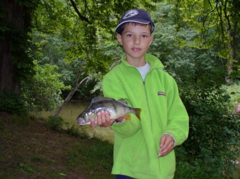 Okoun říční, 39 cm, 1.5 kg