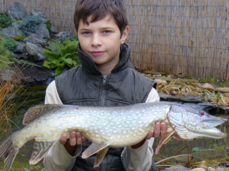 Štika obecná, 81 cm
