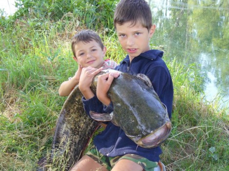 Sumec velký, 128 cm