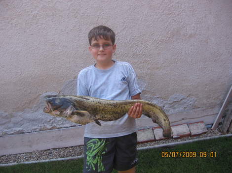 Sumec velký, 85 cm, 5 kg