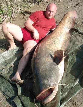 Sumec velký, 225 cm, 87 kg
