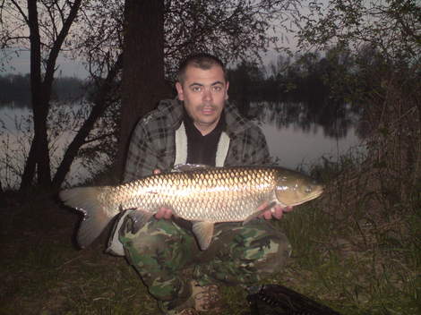 Amur bílý, 100 cm, 13 kg