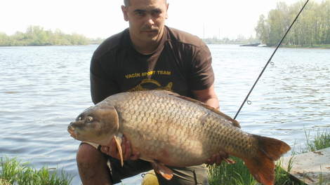 Kapr obecný, 90 cm, 15 kg
