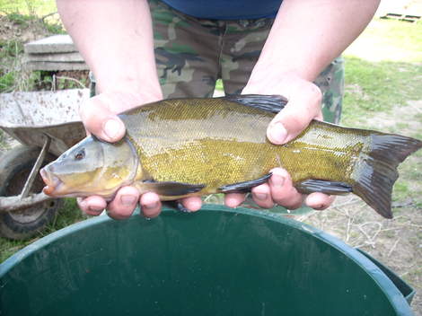 Lín obecný, 41 cm