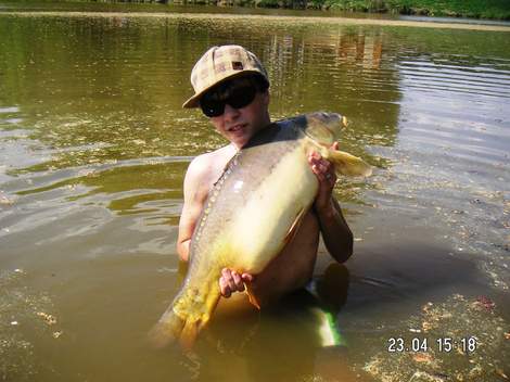 Kapr obecný, 82 cm, 8 kg