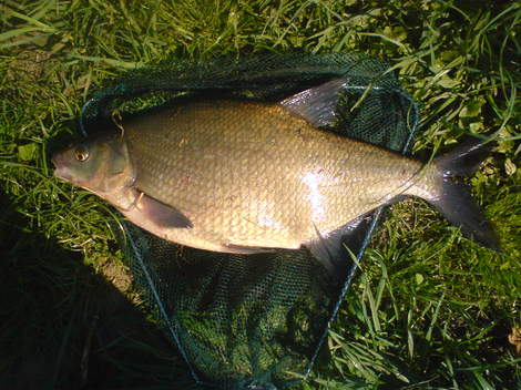 Cejn velký, 53 cm, 2 kg