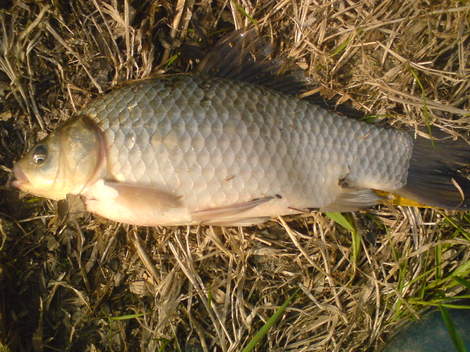 Karas stříbřitý, 37 cm