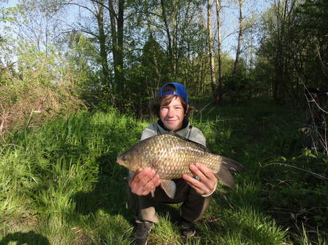 Karas stříbřitý, 43 cm