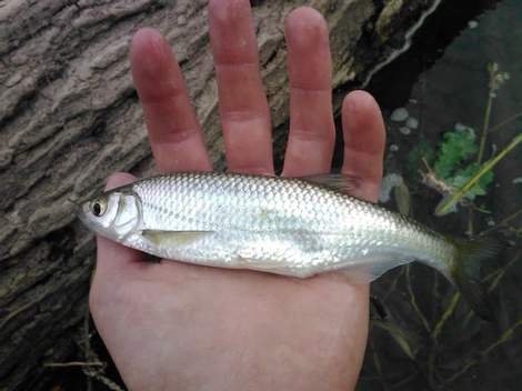 Ouklej obecná, 22.3 cm