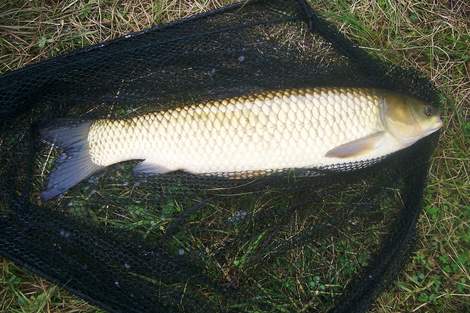 Amur bílý, 73 cm, 4 kg