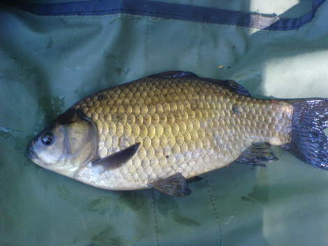 Karas obecný, 31 cm, 0.5 kg