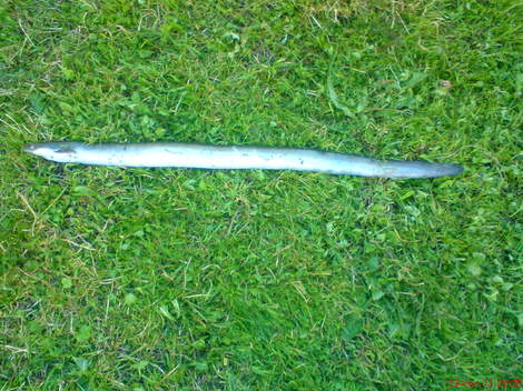 Úhoř říční, 57 cm, 0.3 kg