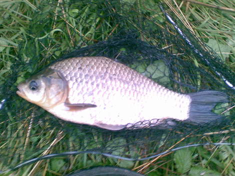 Karas stříbřitý, 32 cm