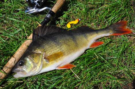 Okoun říční, 43 cm, 1.5 kg