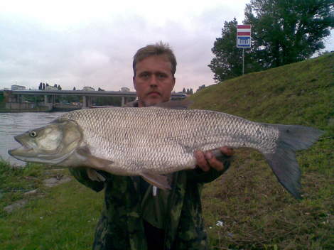 Bolen dravý, 81 cm, 7.6 kg