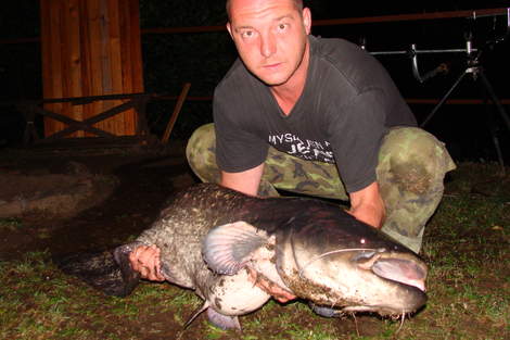 Sumec velký, 155 cm, 35 kg