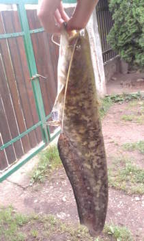 Sumec velký, 43 cm, 1 kg