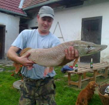 Štika obecná, 96 cm, 7.3 kg