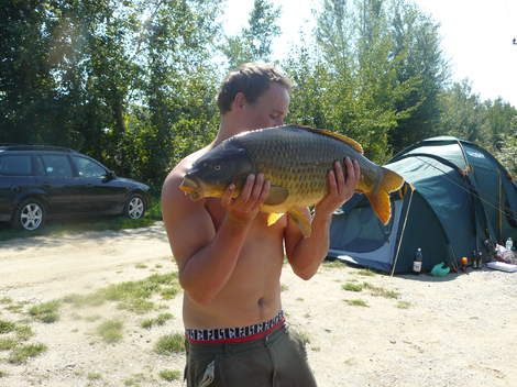 Kapr obecný, 81 cm