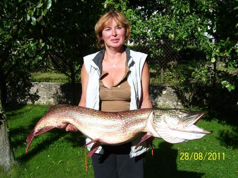 Štika obecná, 123 cm, 13 kg