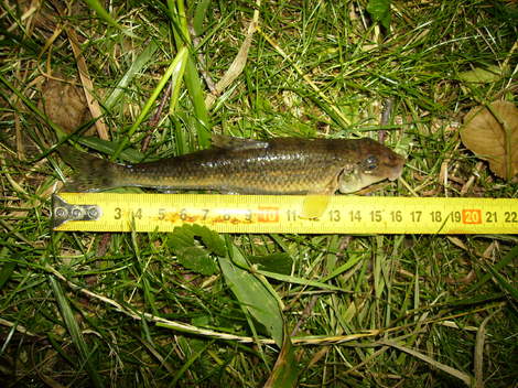 Hrouzek obecný, 17 cm