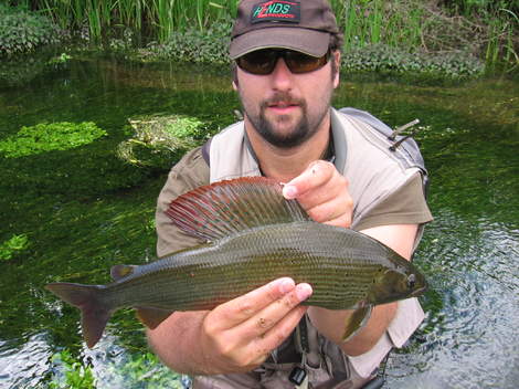 Lipan podhorní, 49 cm