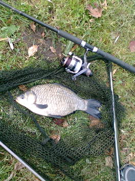 Karas stříbřitý, 40 cm, 1.6 kg