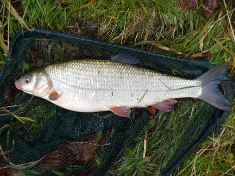 Ostroretka stěhovavá, 47 cm