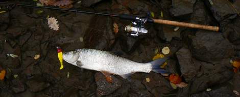Bolen dravý, 59 cm