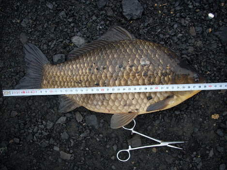 Karas stříbřitý, 40 cm, 0.8 kg