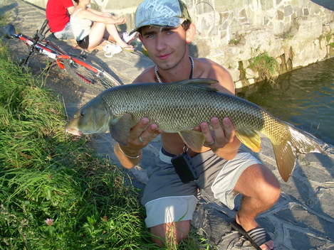 Parma obecná, 68 cm