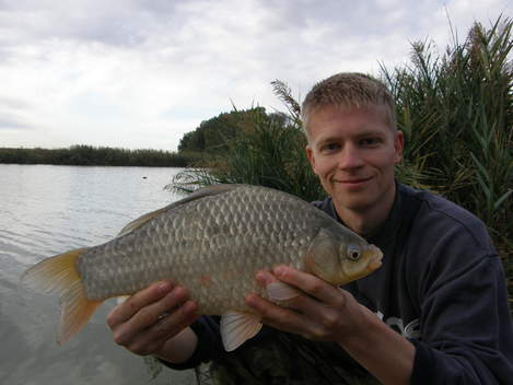 Karas stříbřitý, 44 cm