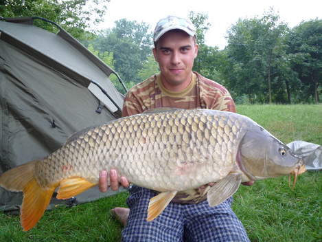 Kapr obecný, 86 cm, 8.5 kg