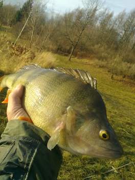 Okoun říční, 47 cm, 1.75 kg