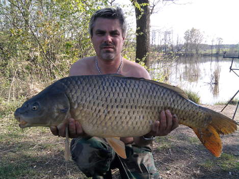 Kapr obecný, 96 cm, 17.5 kg