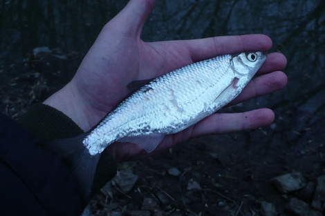 Ouklej obecná, 22 cm