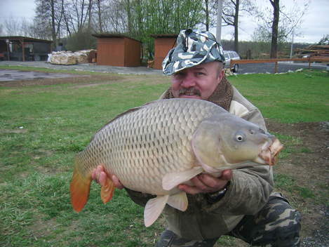 Kapr obecný, 74 cm