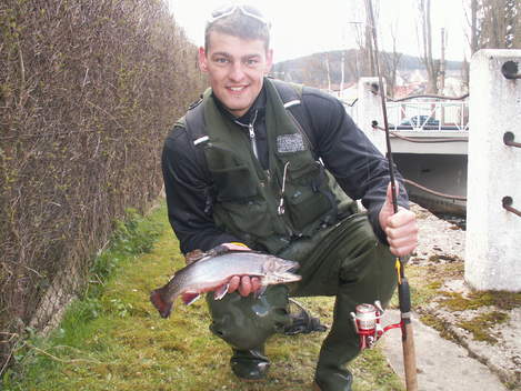 Siven americký, 42.5 cm