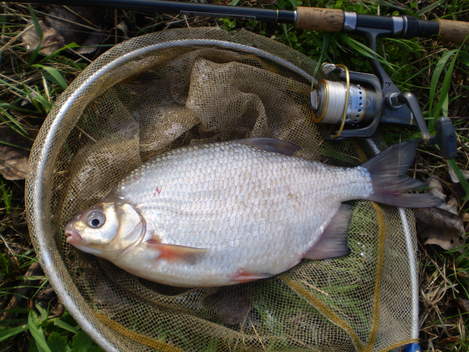 Cejnek malý, 40 cm