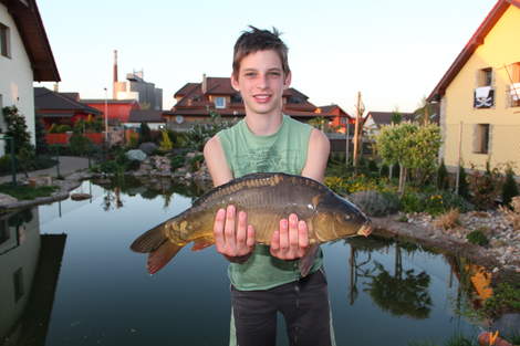 Kapr obecný, 51 cm, 3.5 kg