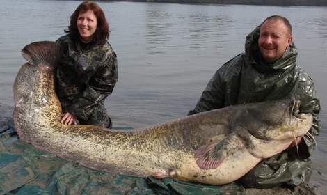 Sumec velký, 234 cm, 102 kg