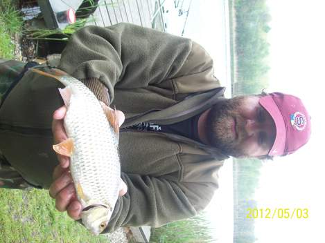Plotice obecná, 35 cm