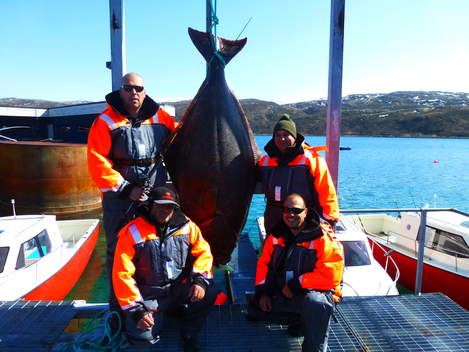 Halibut, 210 cm, 125 kg