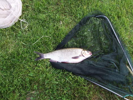 Jelec jesen, 49 cm, 1.75 kg