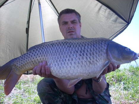 Kapr obecný, 85 cm, 10 kg